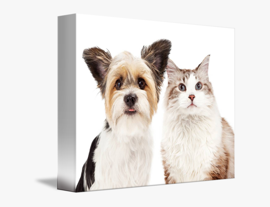 Cute Dog And Cat - Companion Dog, HD Png Download
