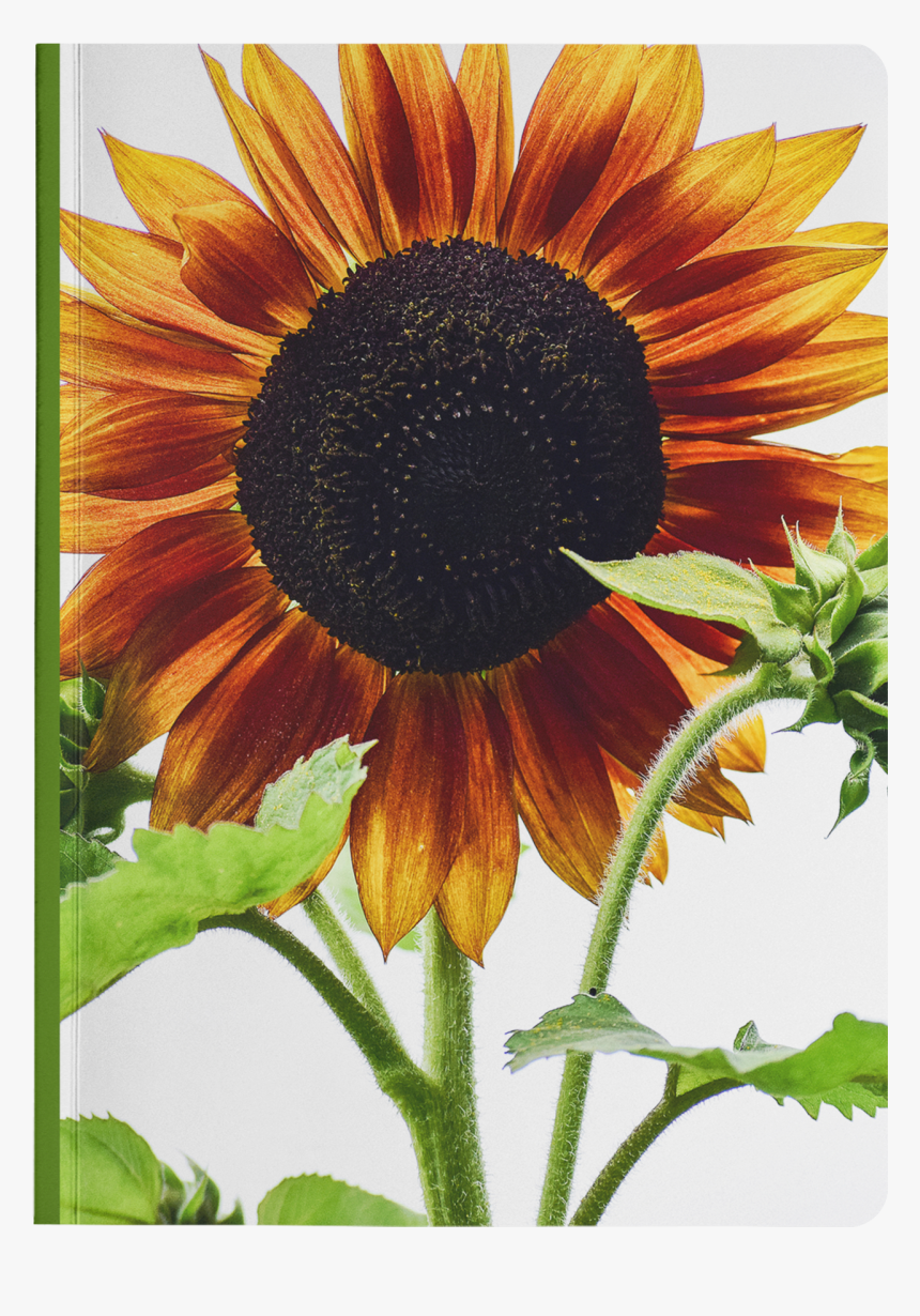 Sunflower, HD Png Download