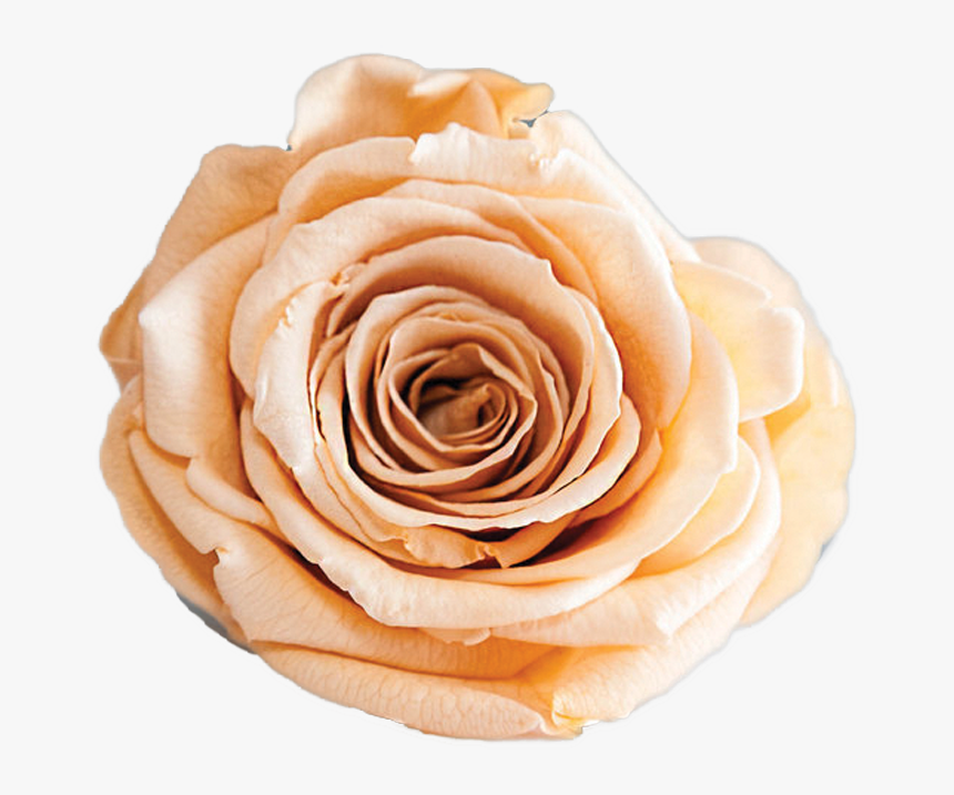 Rosas Preservadas Y Naturales | The Prestige Roses, HD Png Download