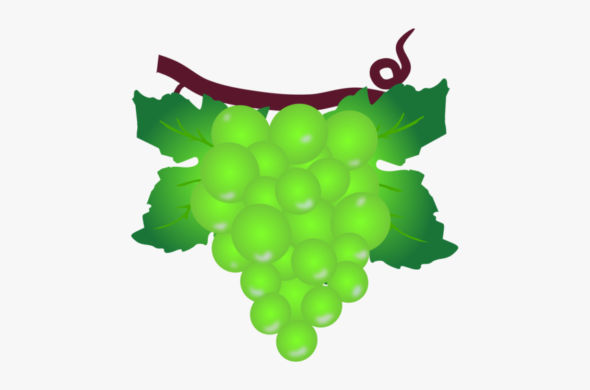 Plant,grape,grapevine Family - Grape, HD Png Download