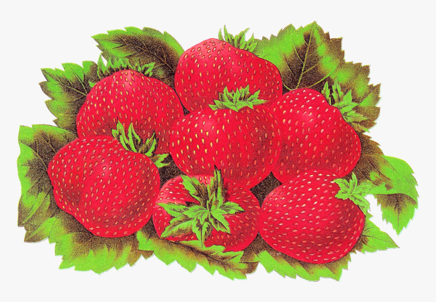 Fruit Strawberry Digital Download Image - Strawberry, HD Png Download