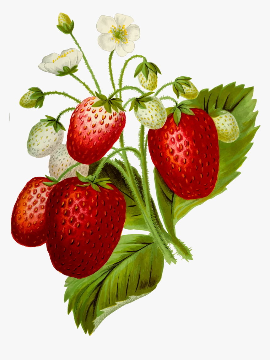 Strawberries 2 Clip Arts - Clipart Strawberry Plant, HD Png Download