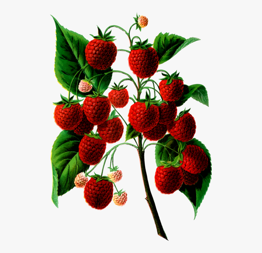 Strawberry, HD Png Download