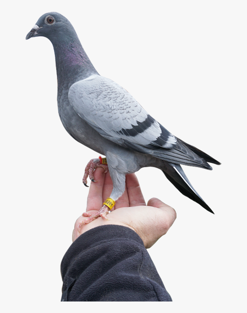 Stock Dove, HD Png Download