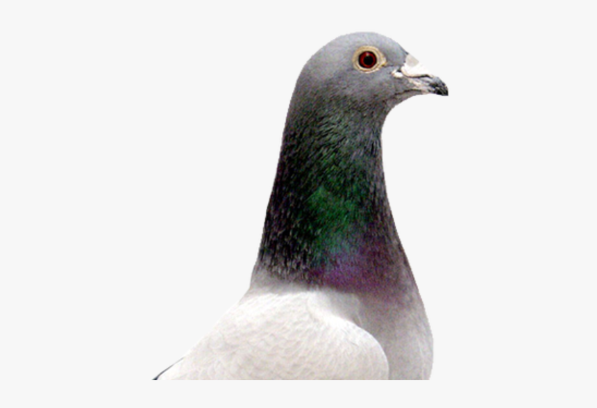 Rock Dove, HD Png Download