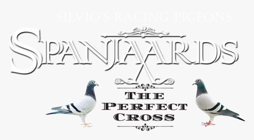 Silvios Spanjaards Logo V2 - Stock Dove, HD Png Download