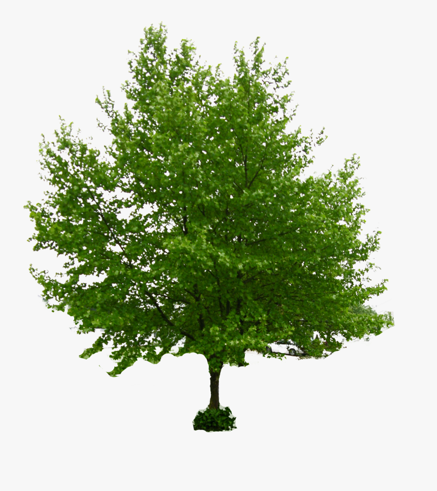 Tree Stock Photography Norway Maple Download - Honeylocust Tree, HD Png Download
