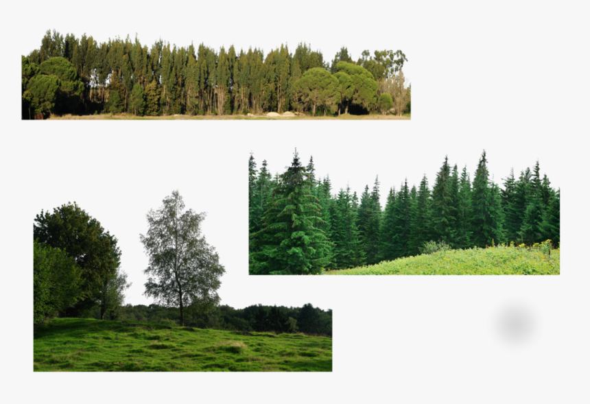 Many Trees Png , Png Download - Forest Png, Transparent Png