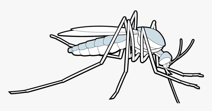 Parasitism Animal Drawings, HD Png Download