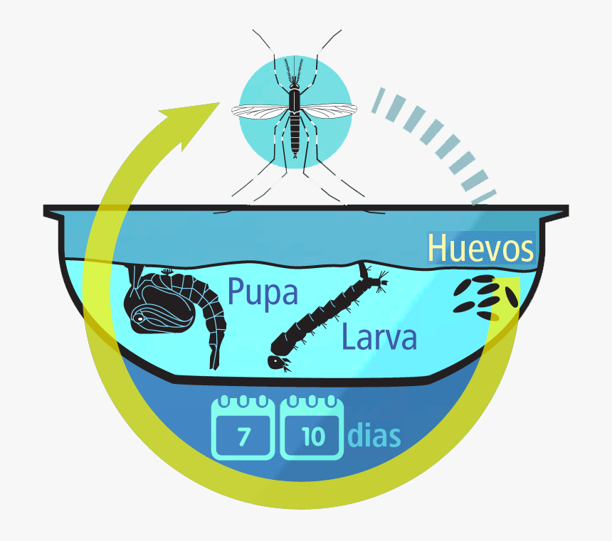 Ciclo De Vida Del Aedes Aegypti, HD Png Download