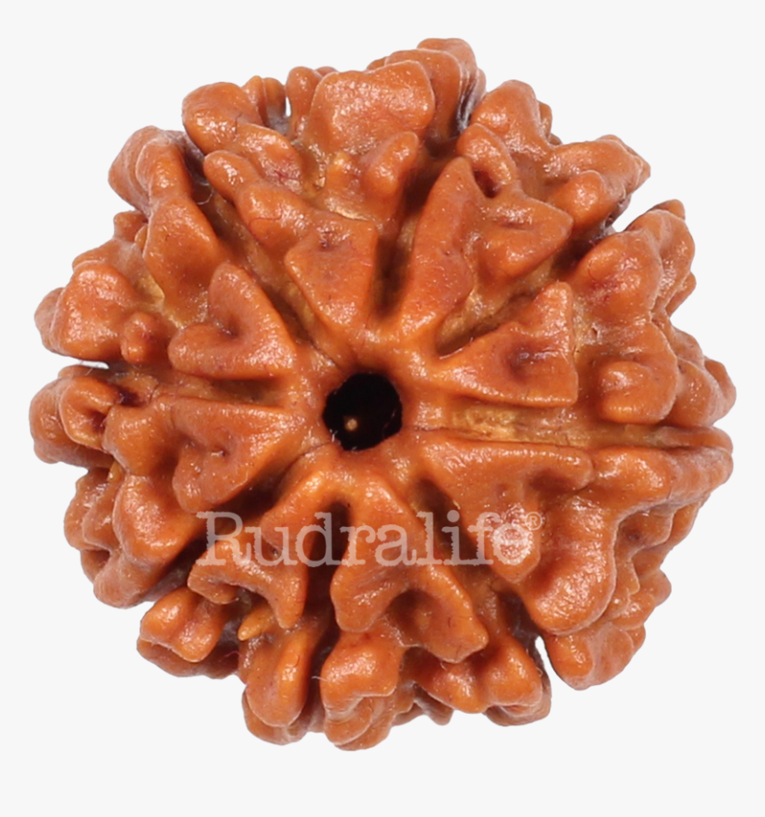 Eight Mukhi Rudraksha Rudraksha - Eight Mukhi Rudraksha, HD Png Download