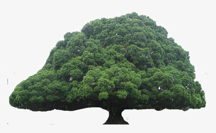 Grass Clipart Tree - National Cheng Kung University, Banyan Garden, HD Png Download