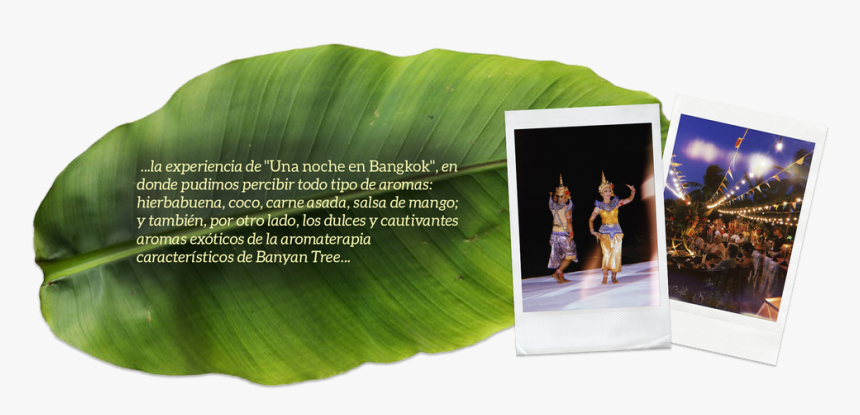 Thai Food Festival By Banyan Tree Cabo Marqués - Ensete, HD Png Download