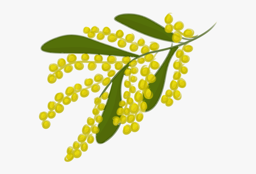Clipart Leaf Banyan - Golden Wattle Leaf Drawing, HD Png Download