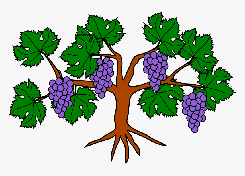 File Grapevine Wikimedia Commons Part Of The Grape Tree Clipart, HD