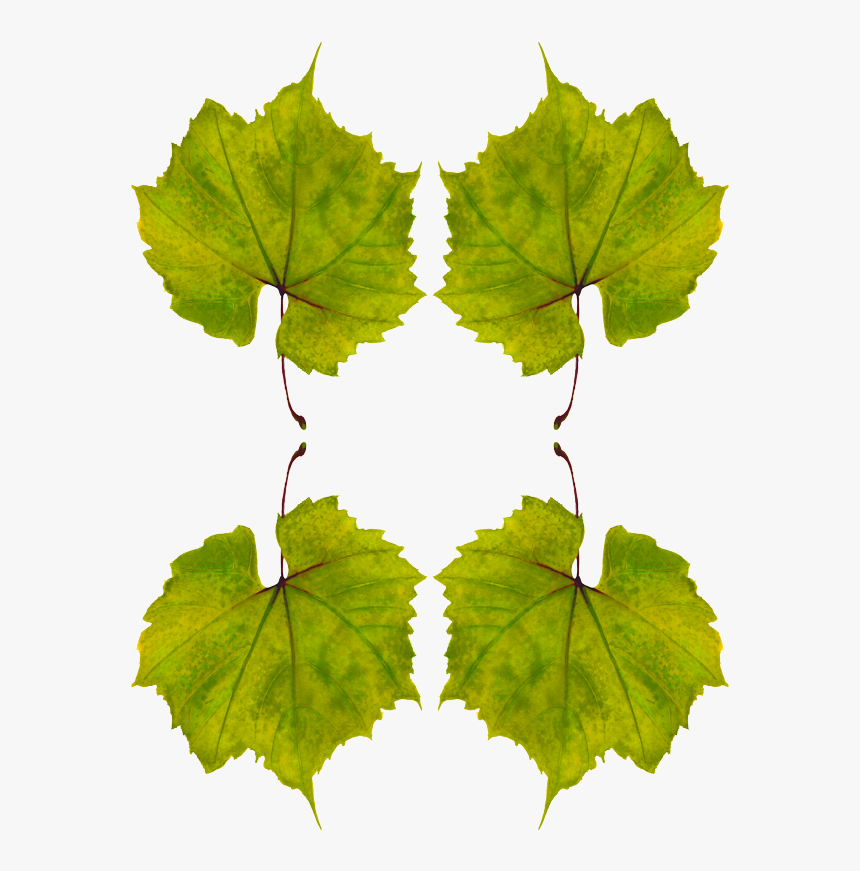 Planta De Uva Hojas, HD Png Download