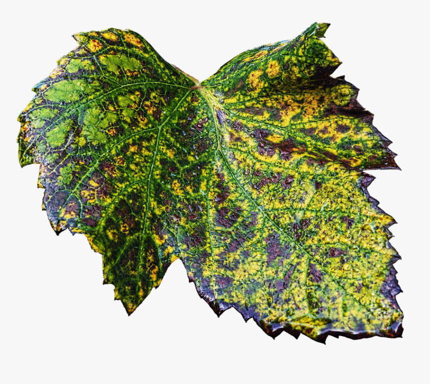 Leaf, Wine Leaf, Autumn Leaf, Vine, Vine Leaves, Autumn - Knitting, HD Png Download