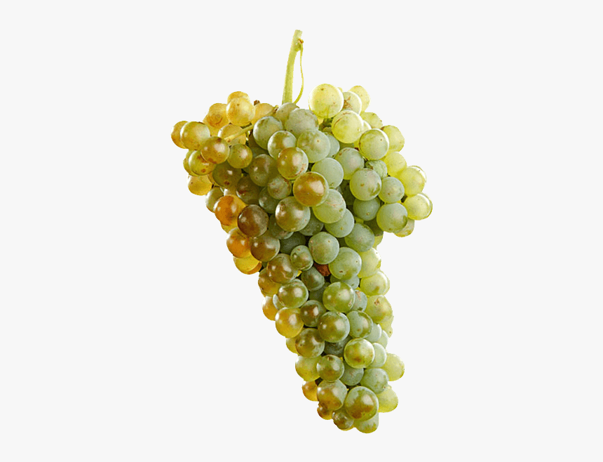Uva Macabeo - Macabeo Grape, HD Png Download