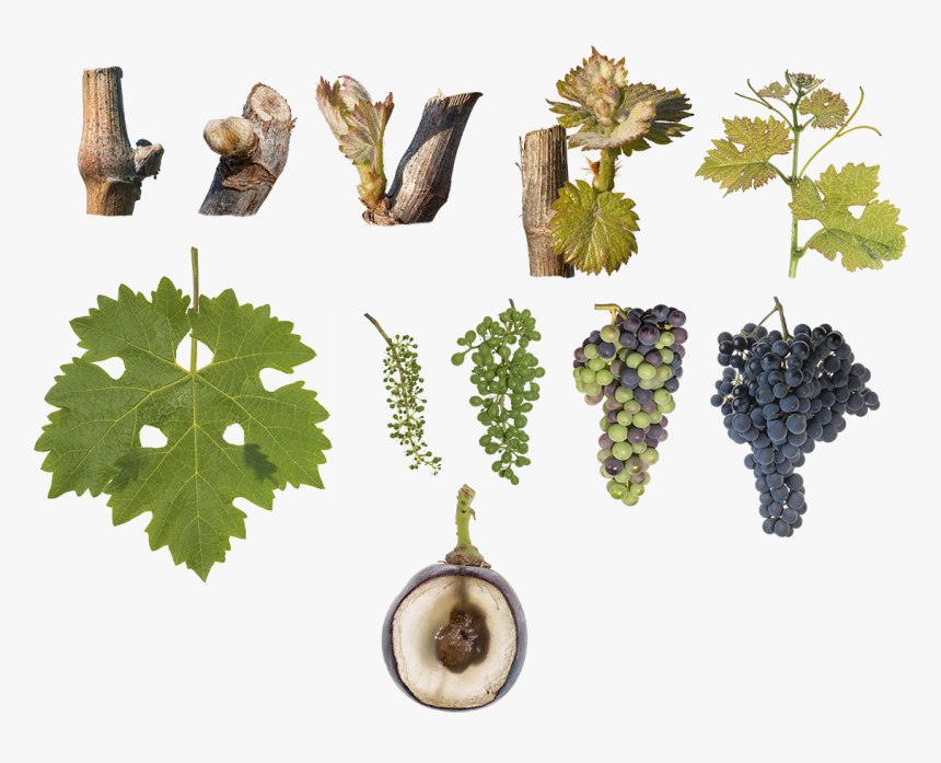 Grape, HD Png Download