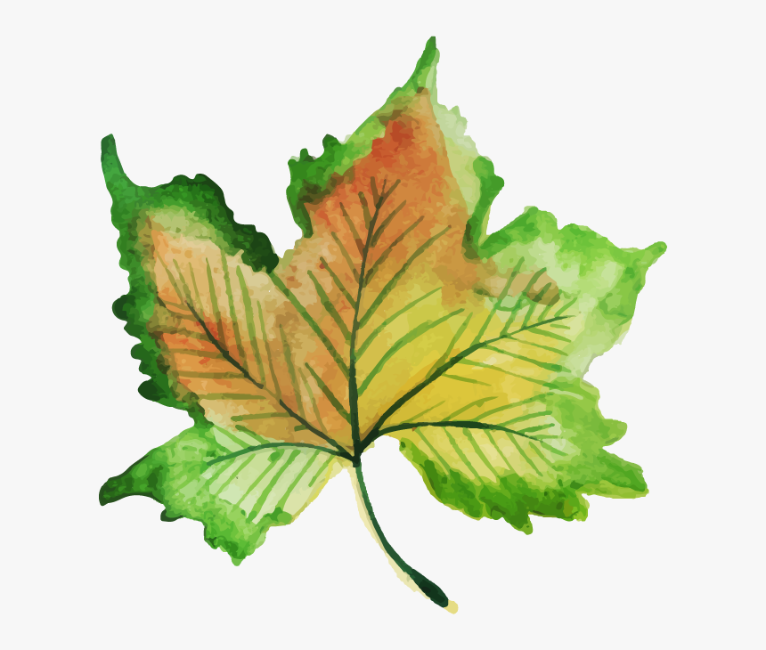 Maple Leaf, HD Png Download