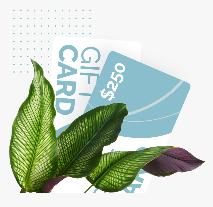 Ensete, HD Png Download