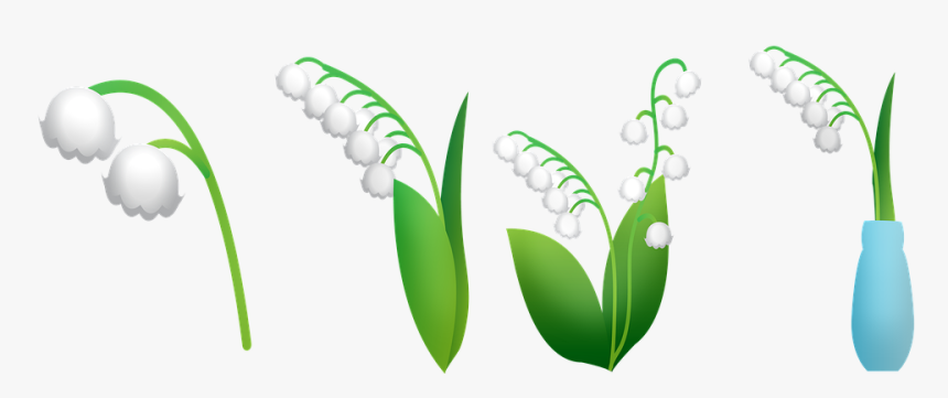 Lily Of The Valley, Lily In Vase, Lily Flowers, Leaves - Lirio De Los Valles Png, Transparent Png