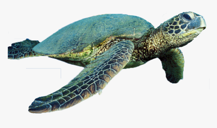 Turtle Vector Free Png Download - Himeji Castle, Transparent Png