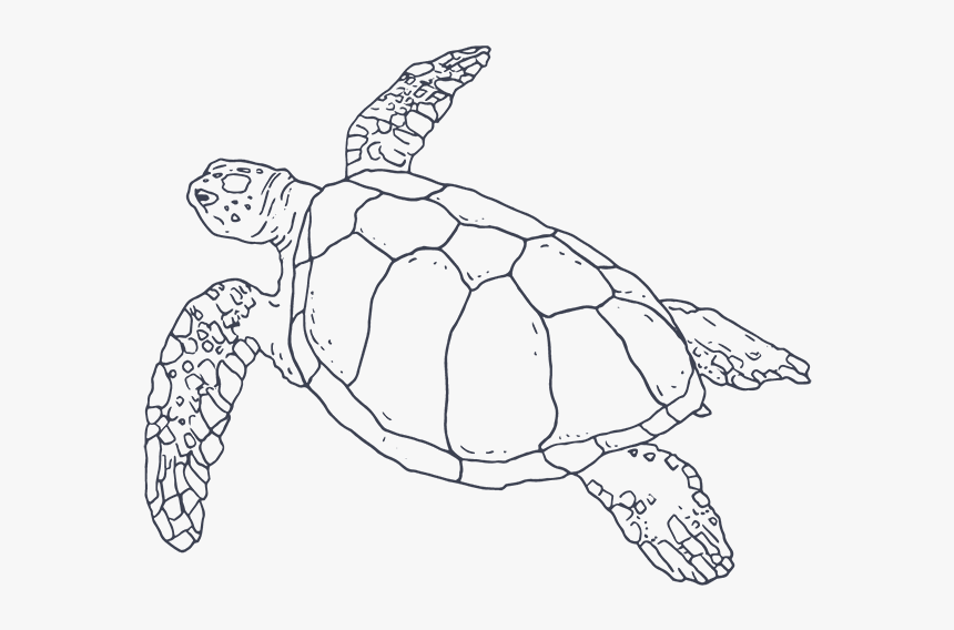 Turtle-icon - Hawksbill Sea Turtle, HD Png Download