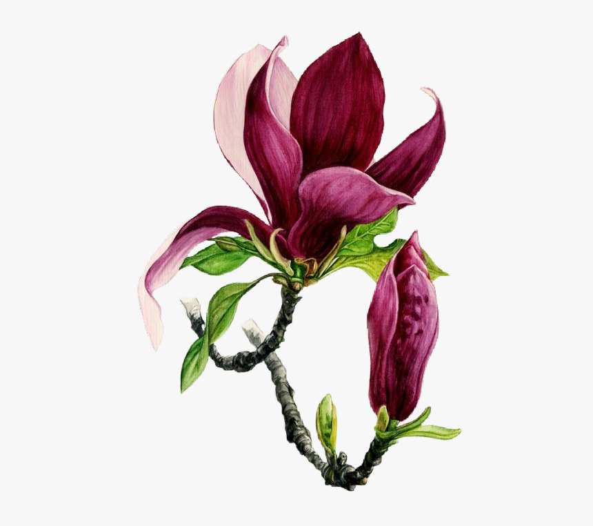 Flower Bordeaux Freetoedit - Watercolor Painting, HD Png Download