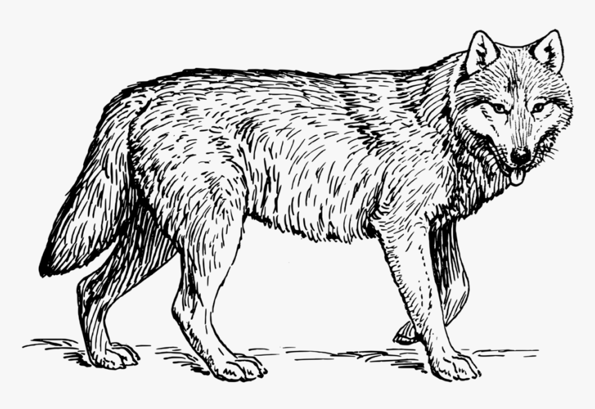 Wolf Clipart Black And White Png, Transparent Png