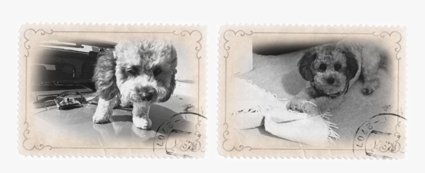 Morkie, HD Png Download