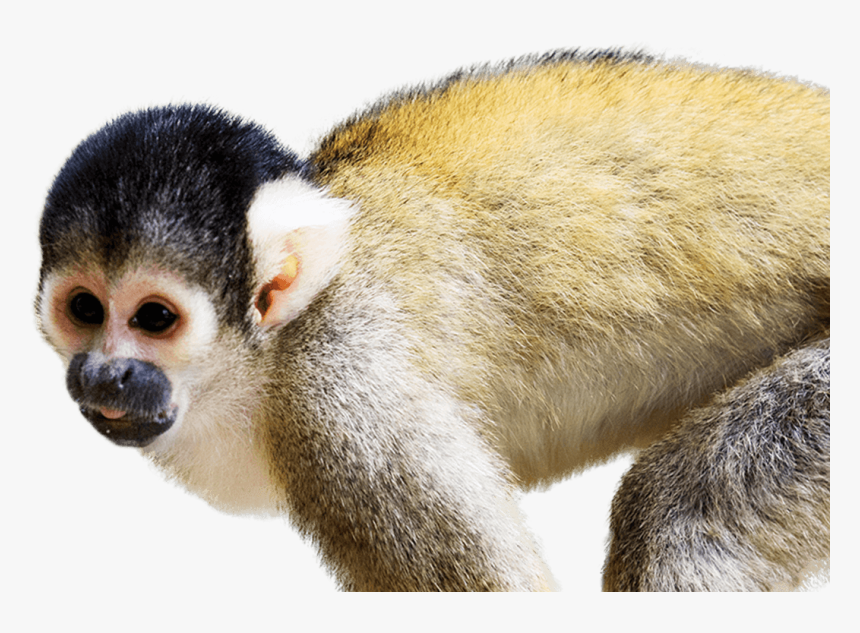 Squirrel Monkey - Squirrel Monkey Facts, HD Png Download