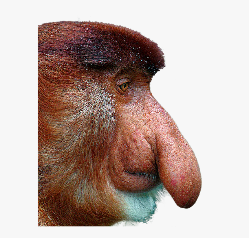 Clip Art A Proboscis Monkey Imgur - Proboscis Monkey White Background, HD Png Download