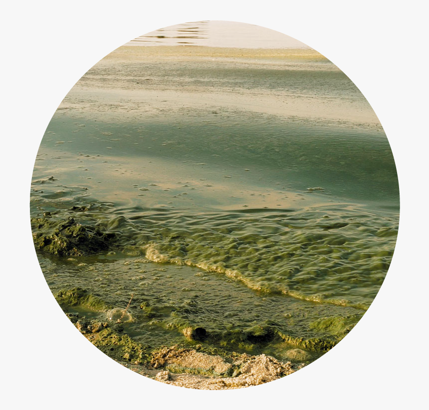 Algal Bloom Solution, HD Png Download