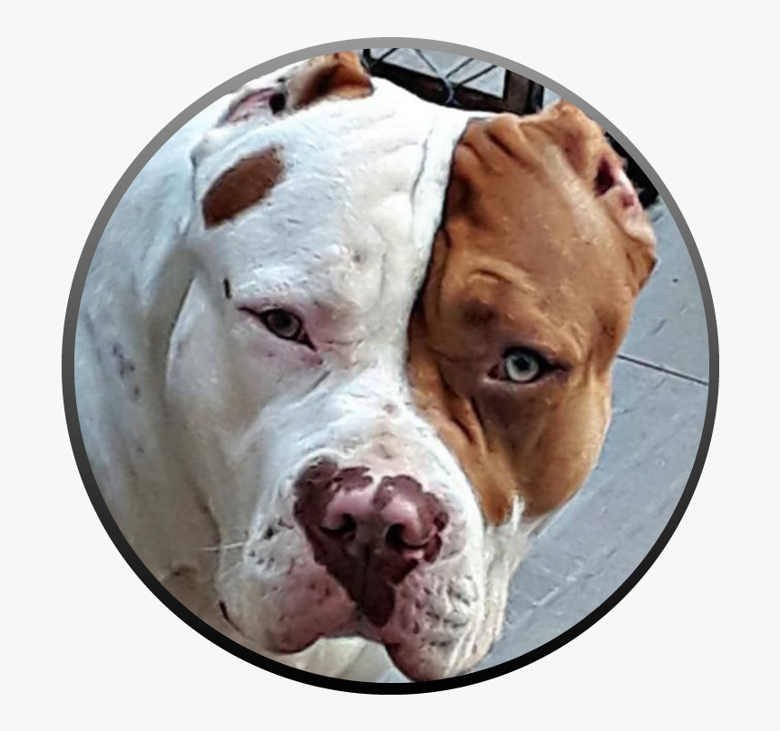 Dog Yawns, HD Png Download