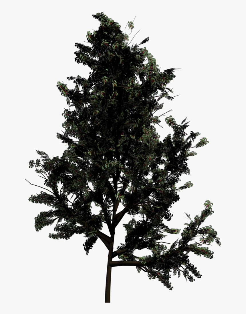 Pine Tree Png Silhouette - Top View Of Trees, Transparent Png
