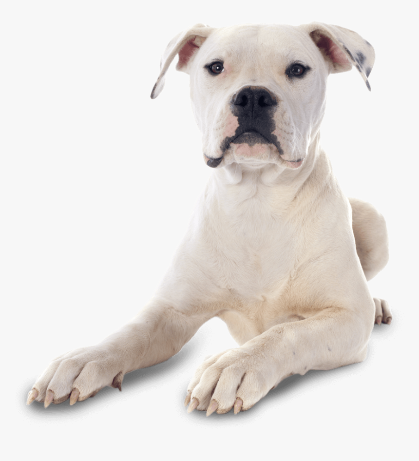 American Bully And Germen Shepard, HD Png Download