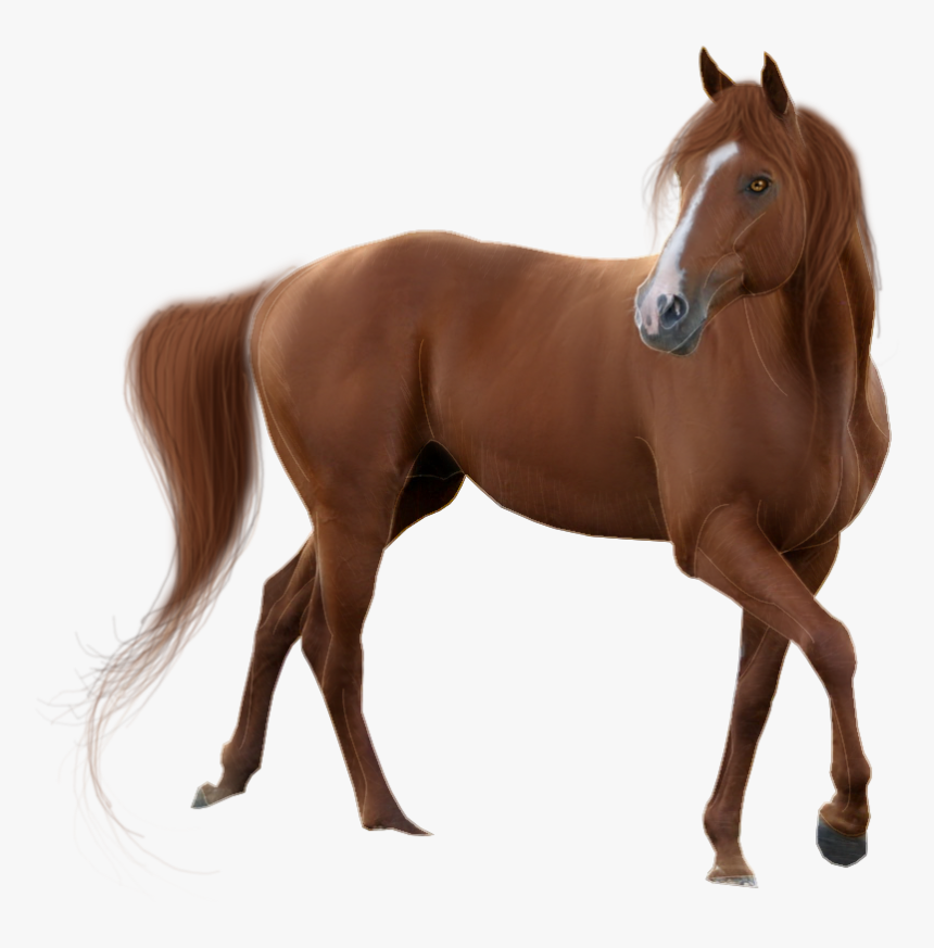 Horse Png, Transparent Png