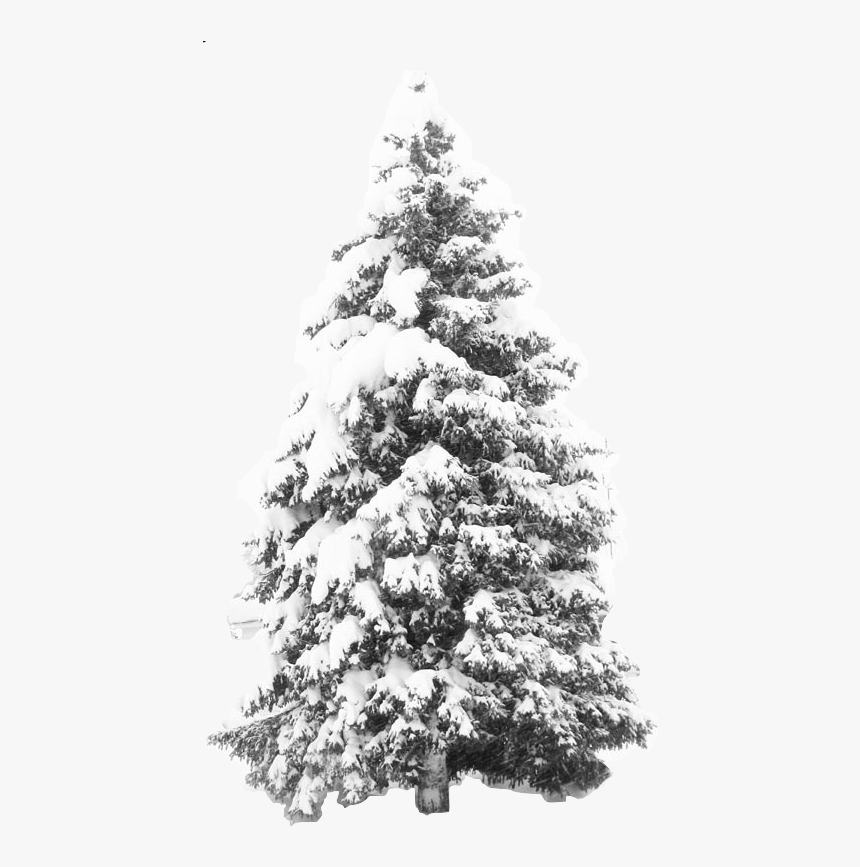 Clip Art Pin By Yiwei Deng - Tree With Snow Transparent Background, HD Png Download