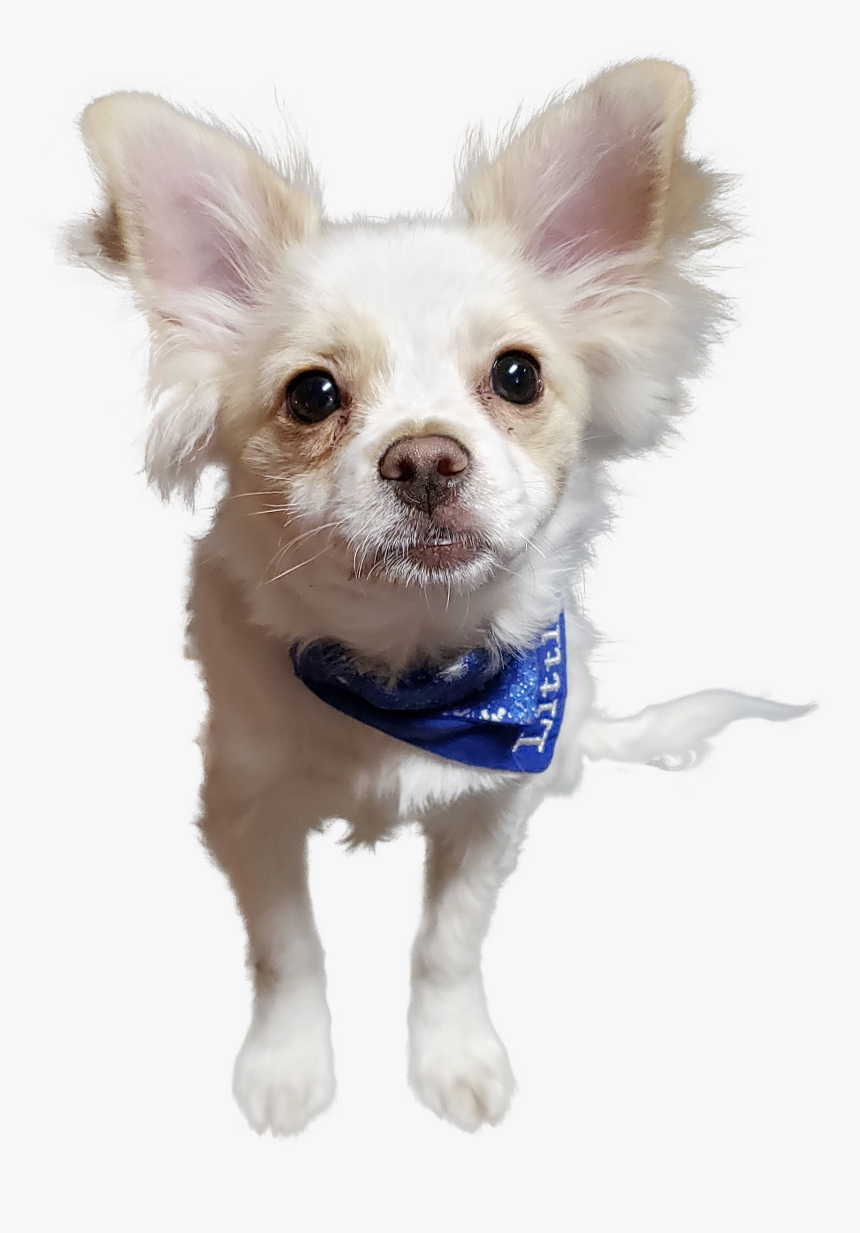 Chihuahua, HD Png Download
