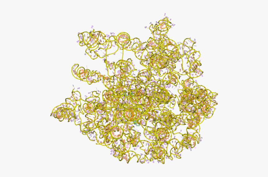 Pdb 1c2w Ebi - Arnr 23s, HD Png Download