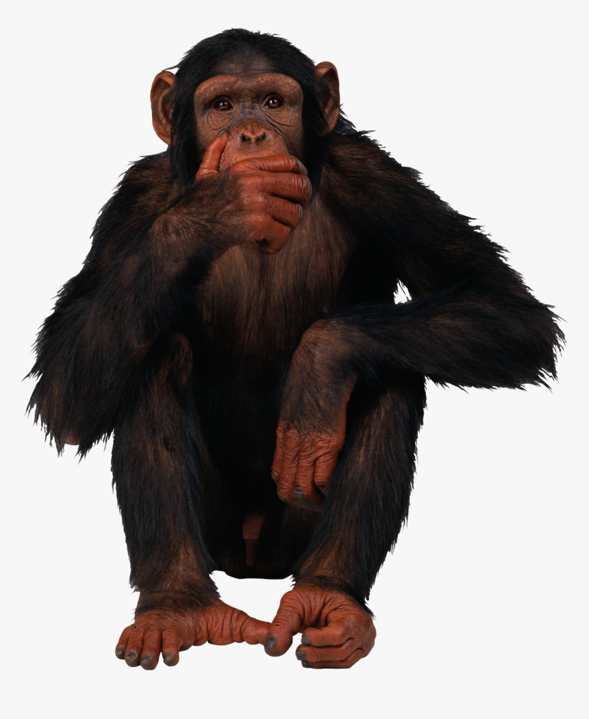 Monkey Png, Transparent Png