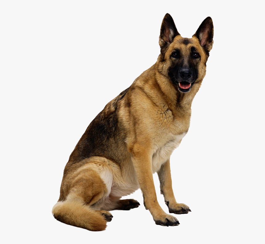 German Shepherd Puppy - Dog Images Hd Png, Transparent Png