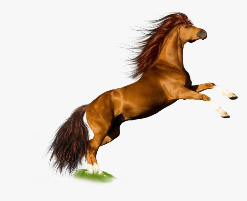 Horse Jump - Horse Hd Images White Background, HD Png Download