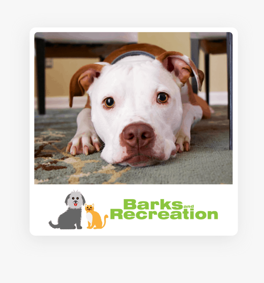 Dog Posing For Barks And Recreation - Brown And White Dogo Argentino, HD Png Download
