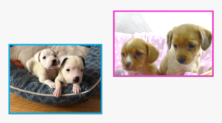 Companion Dog, HD Png Download