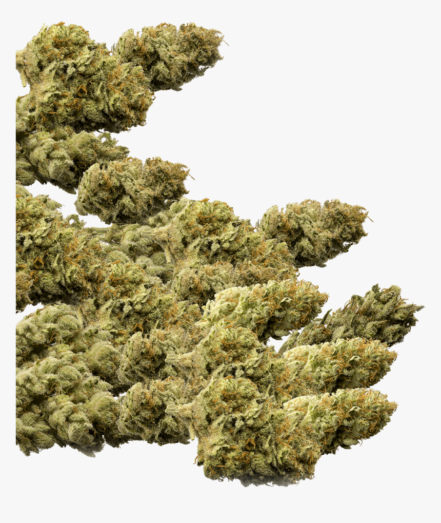 Buds Group Marijuana Buds Png Transparent Png Transparent Png Image Pngitem