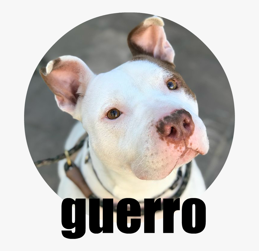 Guerro - Dogo Argentino, HD Png Download