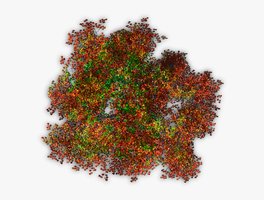 Дерево План Пнг, HD Png Download