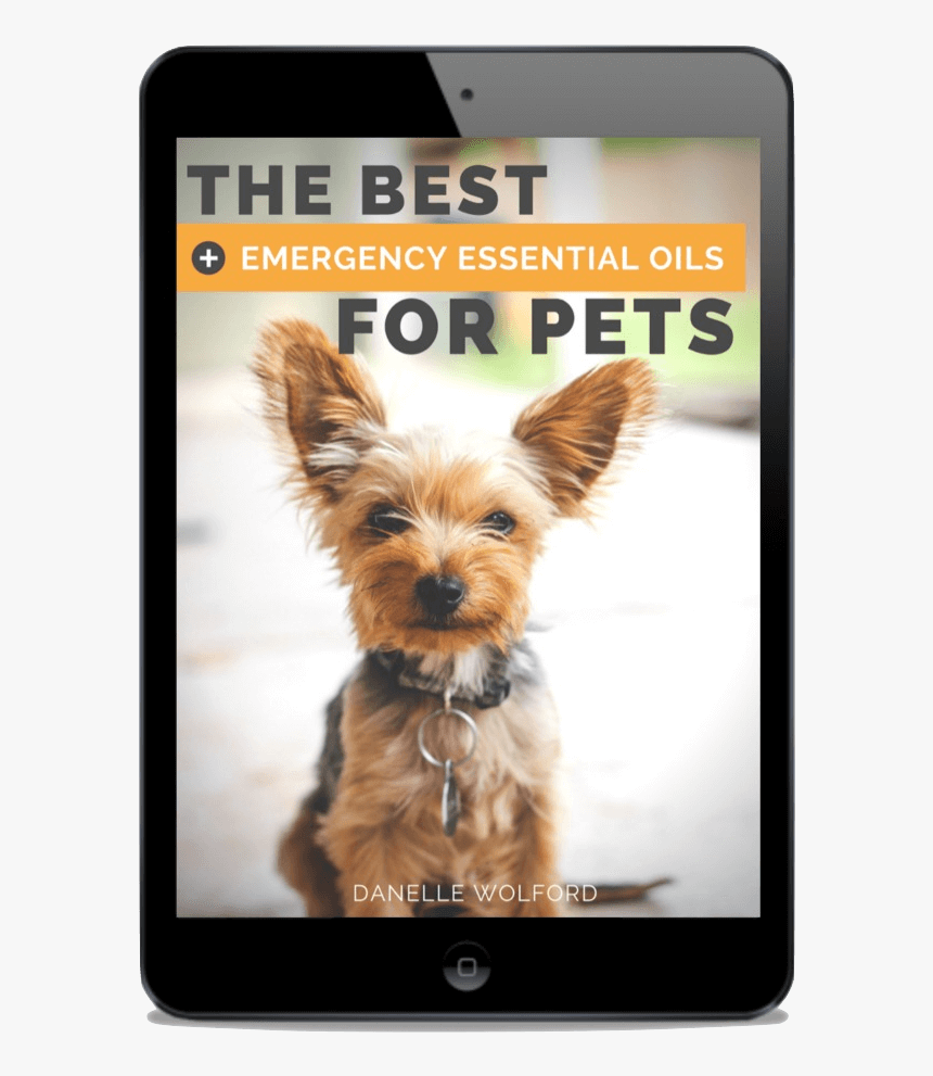 Click Here To Watch My - Companion Dog, HD Png Download